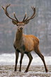 Red deer on a meadow Red deer on a meadow