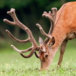 Portrait of a red deer grazing on a meadow
