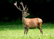 Red deer on a meadow