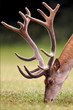 Portrait of a red deer grazing on a meadow
