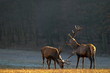 Red deers on a meadow