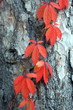 Red leaves on gray bark