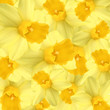 Daffodils background