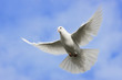 White dove flying on on the Sky.