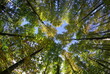 foret