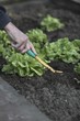 Foto: Gartenarbeit Gartenarbeit