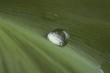 Foto: Wasserperle Wasserperle