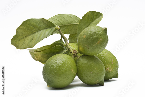 Photo: Limas en su rama Limas en su rama