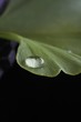 Ginkgoblatt mit Wassertropfen Ginkgoblatt mit Wassertropfen