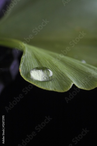 Foto: Ginkgoblatt mit Wassertropfen Ginkgoblatt mit Wassertropfen
