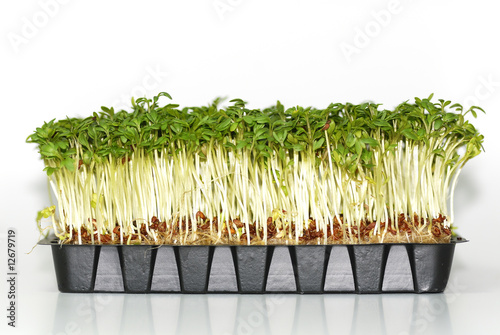 Photo: Gartenkresse Gartenkresse