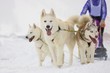 sled dogs