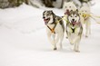 sled dogs