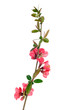 red fruit-tree flowers