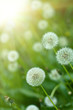 Dandelions under sun rays