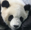Panda bear eating bamboo