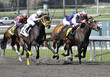 Four Horses Across