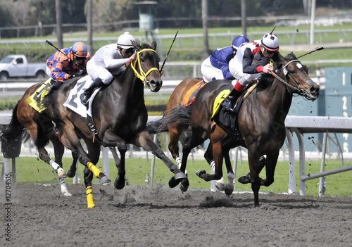 Foto: Four Horses Across Four Horses Across