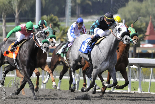 Photo: Grey Horse In Front Grey Horse In Front