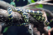 serpente 1