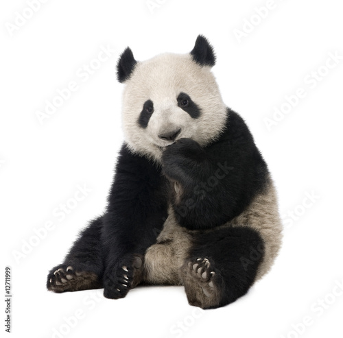Photo: Giant Panda (18 months) - Ailuropoda melanoleuca Giant Panda (18 months) - Ailuropoda melanoleuca