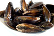 Uncooked mussels Uncooked mussels