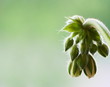 head of flower