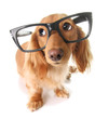 Smart puppy