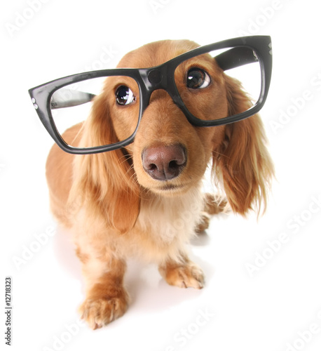 Photo: Smart puppy Smart puppy