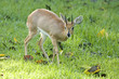 Steenbuck in field. Steenbuck in field.