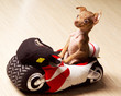 dog motor-cyclist dog motor-cyclist
