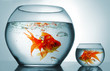Foto: Goldfish Goldfish