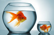 Foto: Golodfish discrimination Golodfish discrimination