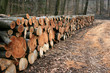Holz