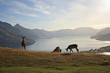 Deer park 01