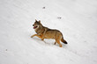 Wolf in the snow