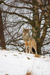 Wolf in the snow