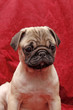 Kleine Mopshündin, 10 Wochen alt, Little Pug