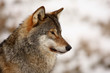Wolf in the snow