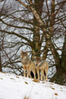 Wolf in the snow