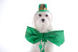 A St. Patrick's Day Leprecon