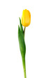 yellow tulip isolated on white with clipping path