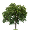 Isolated Apple Tree