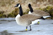 Gänse