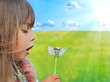 Blowing dandelion on the meadow
