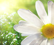 Wild daisy