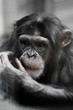 chimpanzee