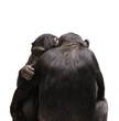 Monkey cuddle