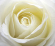 White rose close up