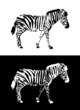 zebra illustration vector